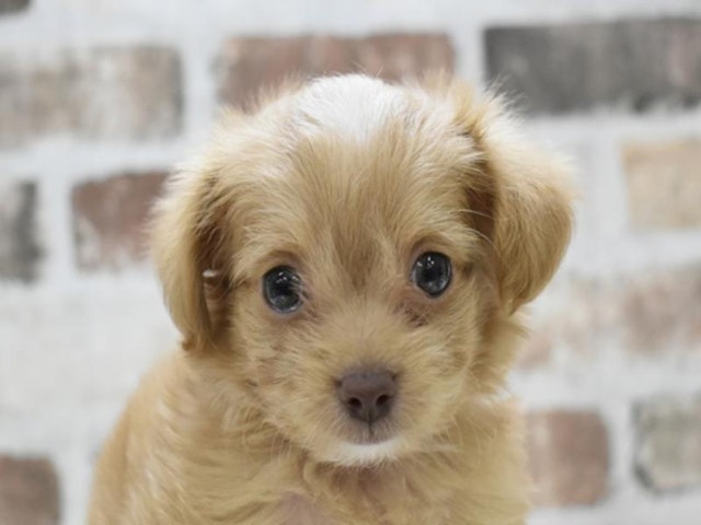 静岡県のハーフ犬・ミックス犬 (ペッツワン浜松雄踏店/2024年8月1日生まれ/男の子/アプリコットホワイト)の子犬